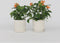 Plant in a Box - Crossandra Fortuna - Set van 2 - Bloeiende kamerplanten - Mooie heldere bloemen - Pot 13cm - Hoogte 20-30cm