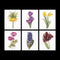 Thea Gouverneur - Borduurpakket met telpatroon - 3083A - Voorgesorteerde DMC Garens - 6 Bloemportretten - Aida - 6 cm x 17 cm - DIY Kit