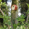 Capi Europe - Vogelhuisje ovaal Hive - 19x23x20 - Bruin - Capi Biodiversity Hive - AHBIB002