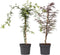 Plant in a Box - Acer palmatum 'Garnet', 'Emerald Lace' - Mix van 2 - Japanse Esdoorns Winterhard- Pot 19cm - Hoogte 60-70cm
