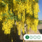 Gouden regen | Laburnum watereri 'Vossi' 4-8 cm | Bomenbezorgd.nl