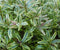 Hebe groenblijvend vaste plant met groen blad