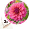 Plant in a Box - Dahlia 'Feline Yvonne' - set van 3 - zomerbloeiers - dahliaknollen - tuinbloemen - rood/roze