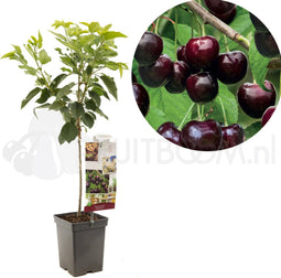 Prunus avium Sunburst Patio