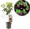 Prunus avium Sunburst Patio