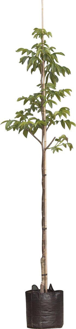 Walnotenboom 'Bella Maria' | Juglans r. 'Bella Maria' 6-8 cm | Bomenbezorgd.nl