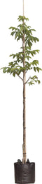 Walnotenboom 'Bella Maria' | Juglans r. 'Bella Maria' 6-8 cm | Bomenbezorgd.nl