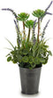 Decoratieve plant Lavendel Metaal Plastic (13 x 40 x 13 cm)