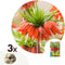 Plant in a Box - Fritillaria Rubra - Bloembollen x3 - Rode Kievietsbloem - Hoge bloemen
