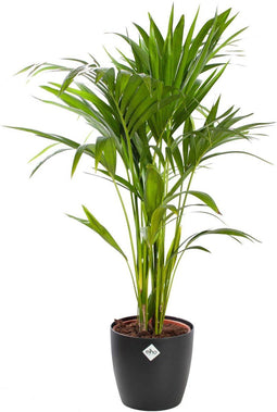 Choice of Green - Kentiapalm met pot - Hoogte 80 - Diameter pot 19