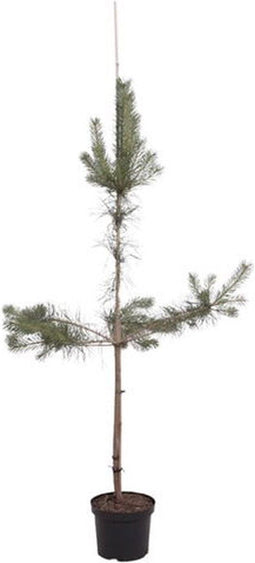 Warentuin natuurlijk - Pinus sylvestris 150-175 cm Conifeer