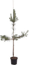 Warentuin natuurlijk - Pinus sylvestris 150-175 cm Conifeer