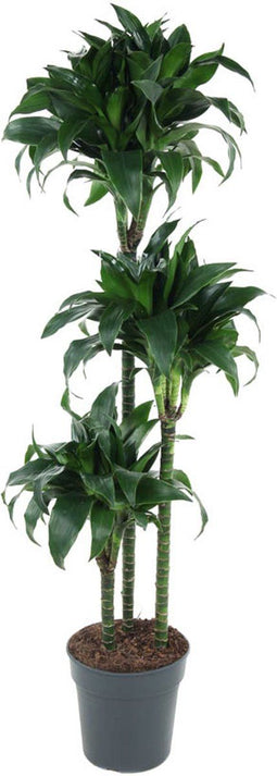 Goed & Groen - Dracaena Tatuade - Drakenbloedboom - XL -↨ 140cm - Potmaat 24 - Exclusieve Kwaliteit Planten - Kamer Plant - Kamerplanten - Sfeer - Interieur
