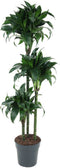 Goed & Groen - Dracaena Tatuade - Drakenbloedboom - XL -↨ 140cm - Potmaat 24 - Exclusieve Kwaliteit Planten - Kamer Plant - Kamerplanten - Sfeer - Interieur