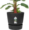 Bananenplant in Elho® Greenville pot – ↨ 80 cm – ⌀ 24 cm