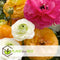 Plant in a Box - Ranunculus - Mix van 80 - Ranunculus bloembollen - Zomerbloeiers - Knollen