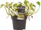 Scindapsus N'joy ↨ 15cm - hoge kwaliteit planten