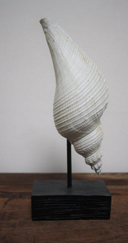 Schelp op standaard