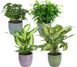 Combibox met kamerplanten in Bergamo keramiek – ↨ 25cm – ⌀ 12cm