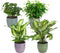 Combibox met kamerplanten in Bergamo keramiek – ↨ 25cm – ⌀ 12cm