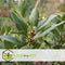 Plant in a Box - Laurus nobilis - Laurierboom - Pot 17cm - Hoogte 60-70cm