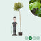 Bol plataan 220 cm stamhoogte | Platanus hispanica 'Alphen's Globe' 6-10 cm 220 cm| Bomenbezorgd.nl