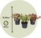 Plant in a Box - Gaultheria mucronata - Mix van 3 Pernettya - Parelbes winterhard en groenblijvend - Pot 10,5 cm - Hoogte 15-25cm