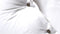 Yellow Percale Dekbedovertrek - Litsjumeaux - 240x200/220 cm - Optic White