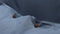 Yellow Percale - Dekbedovertrek - Tweepersoons - 200x200/220 cm - Midnight Blue