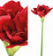 PTMD Amaryllis Flower Burgundy Amaryllis Spray