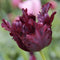 Plant in a Box - Tulipa Black Parrot - Bloembollen x14 - parkiettulp - Donker paars