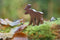 White Goblin Games - Everdell: Spirecrest - bordspel - Uitbreidingset
