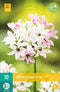 JUB - Allium Cameleon, 8 bloembollen