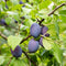 Plant in a Box - Prunus domestica 'Opal' - Pruimenboom - Fruitboom - Pot 21cm - Hoogte 90-100cm