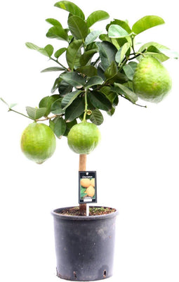 Citrus Maxima op stam