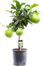 Citrus Maxima op stam