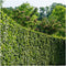 Plants by Frank | 1 strekkende meter haagbeuk | 6x Carpinus Betulus Ø12 cm - 20 cm | winterharde haagplanten | Bladverliezende haag | Tuinplanten | Planten