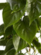 Gatenplant - Philodendron Scandens Brasil hoogte 120cm potmaat 24cm