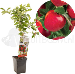 Malus domestica Summerred | rode handappel | patio