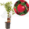 Malus domestica Summerred | rode handappel | patio