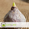 Plant in a Box - Hyacinthus Blue Water Mix x10 - Hyacint - Winterharde bloembollen voor tuin, terras of balkon