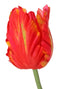 Top art - Tulp Tulipa parrot Garden art 1 bloem dia. 6 x 8,5 cm met 2 bladeren feel real 21 x 7,...