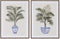 Schilderij Home ESPRIT Palmen Koloniaal 60 x 4 x 80 cm (2 Stuks)