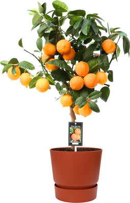 Citrus Red Lime op stam in ELHO outdoor sierpot Greenville Rond (brique) ↨ 80cm - hoge kwaliteit planten