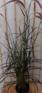 Rood gras 50 cm