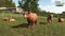Farming Simulator 25 - Highlands Fishing Edition - PS5 - Simulatie en aquacultuur