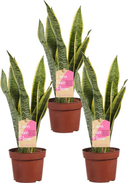 Sanseveria, vrouwentong - Set van 3 - Fachjan - Groene Plant- Hoogte 40 cm