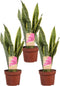 Sanseveria, vrouwentong - Set van 3 - Fachjan - Groene Plant- Hoogte 40 cm
