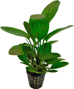 Ap-echinodorus ozelot groen 5 cm pot