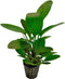 Ap-echinodorus ozelot groen 5 cm pot